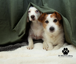 Foto van twee bange honden door vuurwerk
