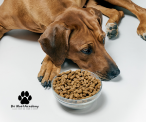Waarom wilt mijn hond niet meer eten?