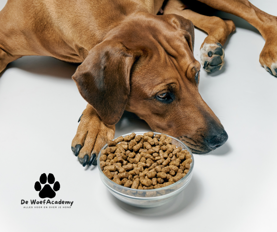 Waarom wilt mijn hond niet meer eten?