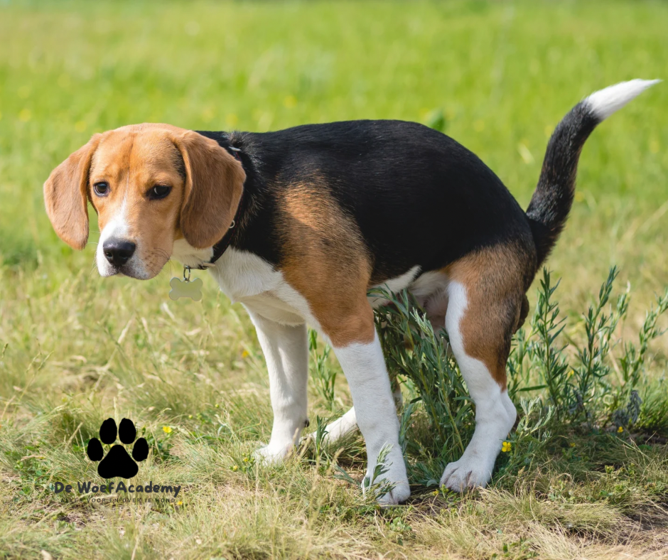 Waarom eet een hond poep en wat doe je eraan?