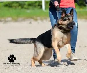 Hond valt uit aan de lijn